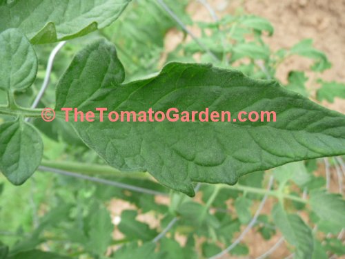 1884 Tomato Leaf