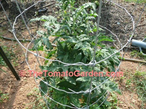 506 Bush Tomato Plant