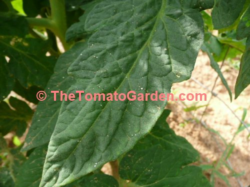 506 Bush Tomato Leaf