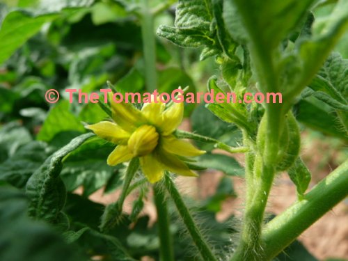 506 Bush Tomato Bloom