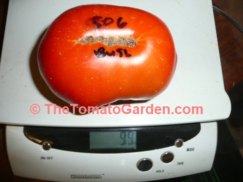 506 Bush Tomato
