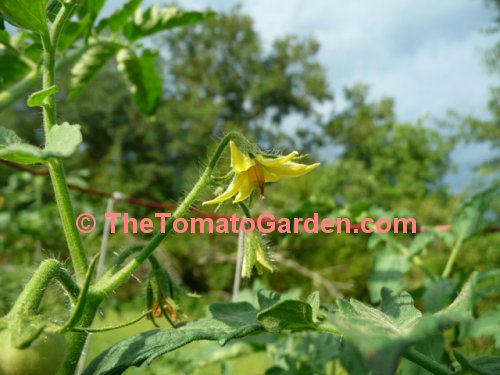 AKW tomato plant bloom