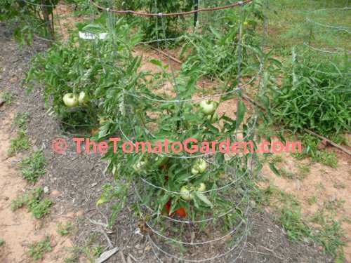 Ace 55 tomato plant