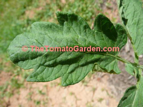 Ace 55 tomato leaf