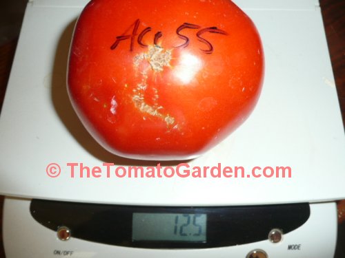 Ace 55 tomato