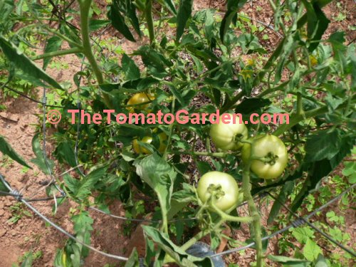 Amelia VR tomato plant