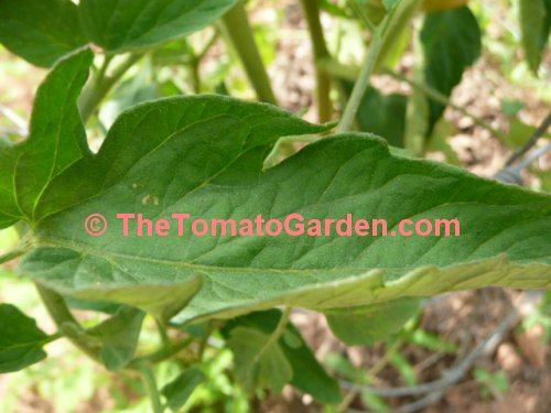 Amelia VR tomato plant leaf