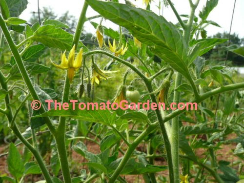 Amelia VR tomato plant bloom