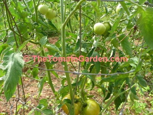 Amelia VR tomato plant fruit set