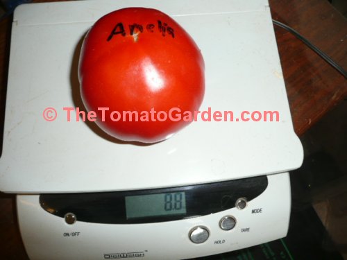 Amelia VR tomato