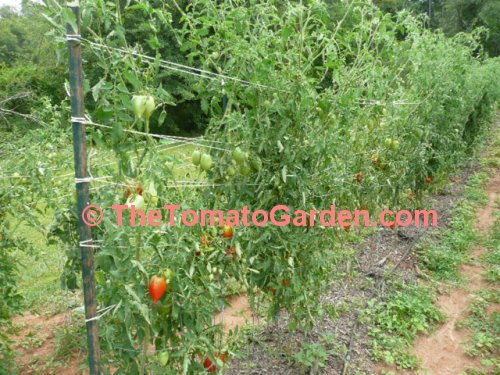 Amish Paste tomato plant