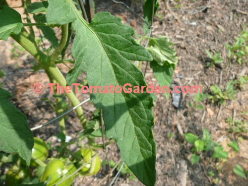Amish Paste tomato leaf
