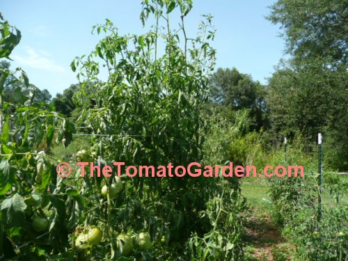 Andrew Rahart's Jumbo Red Tomato Plant