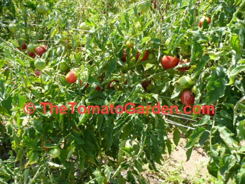 Anna Russian Tomato Plant production