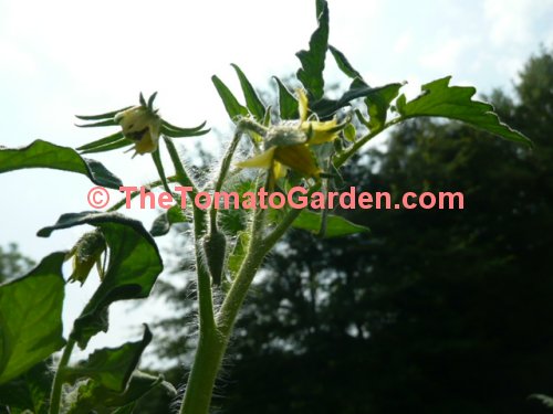 Aunt Ruby's German Green tomato bloom