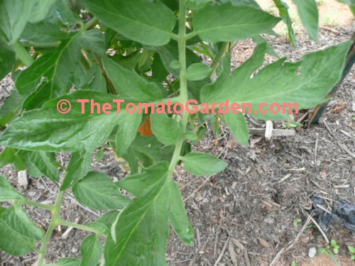 Aussie tomato leaf