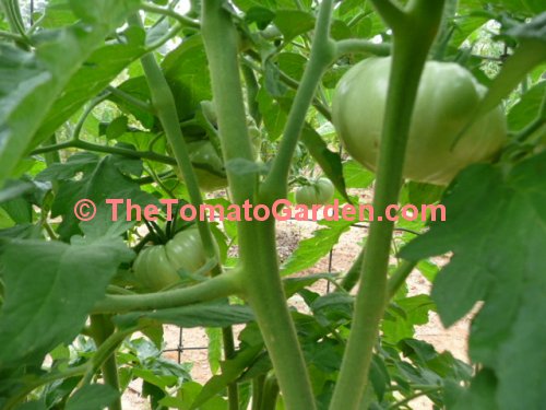 Aussie tomato