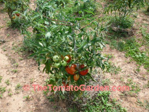 BHN 444 Tomato Plant