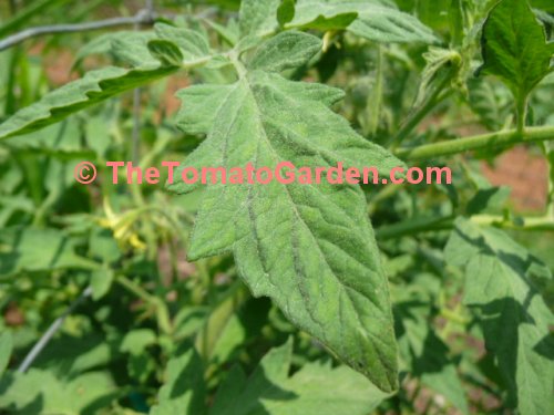 Beefsteak tomato leaf type