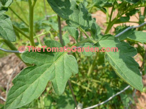 Brown Berry Tomato Leaf