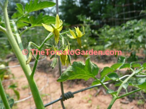 Brown Berry Tomato Bloom
