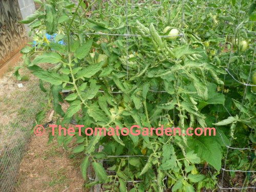 Bush Big Boy Tomato Plant