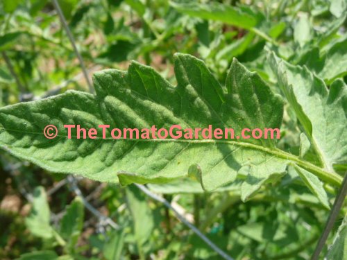 Bush Big Boy Tomato Leaf