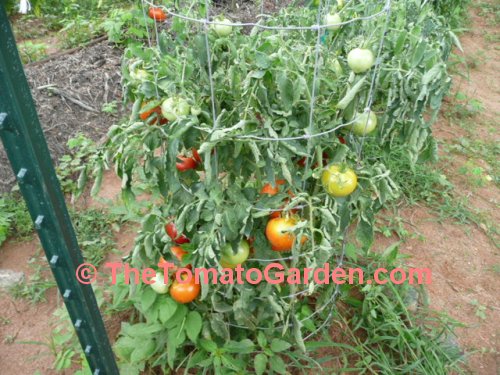 Campbell 1138 Tomato Plant