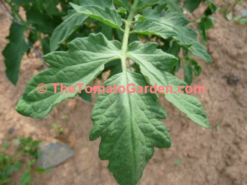 Campbell 1138 Tomato Leaf