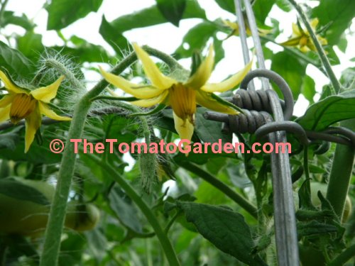 Campbell 1138 Tomato Bloom
