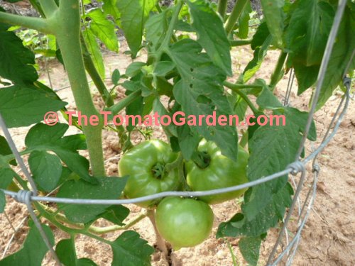 Campbell 1138 Tomato