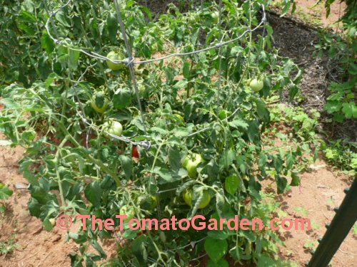 Campbell 1327 Tomato Plant