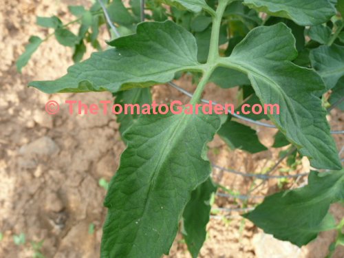 Campbell 1327 Tomato Plant Leaf