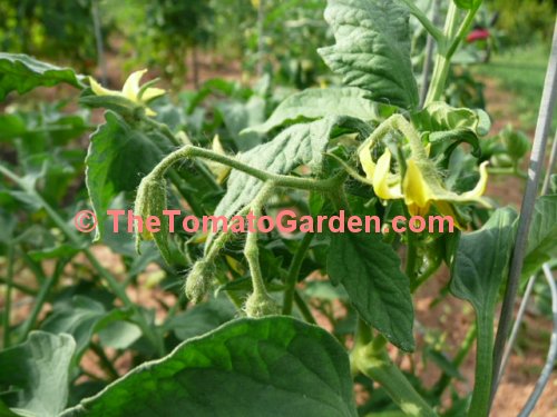 Campbell 1327 Tomato Plant Bloom