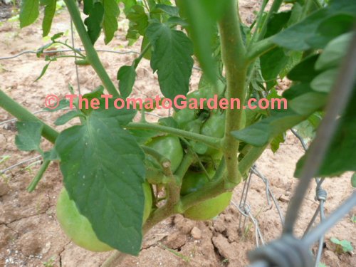 Campbell 1327 Tomato