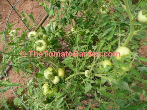 Campbell 24 tomato plant