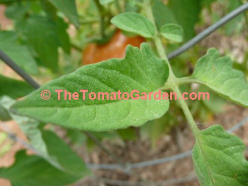Campbell 24 tomato leaf