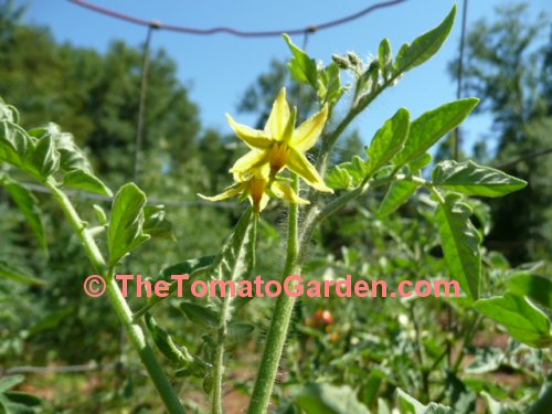 Campbell 24 tomato bloom