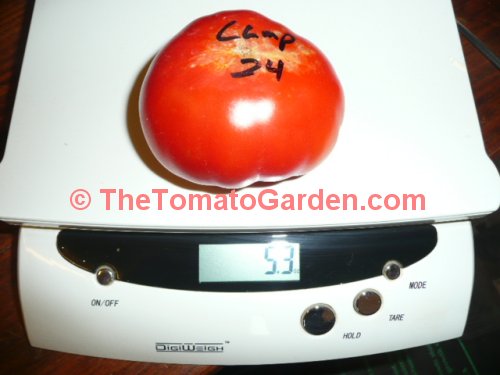Campbell 24 tomato