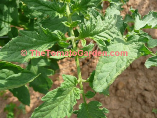 Campbell 31 tomato plant leaf type