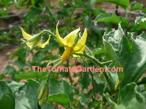 Campbell 31 tomato plant bloom