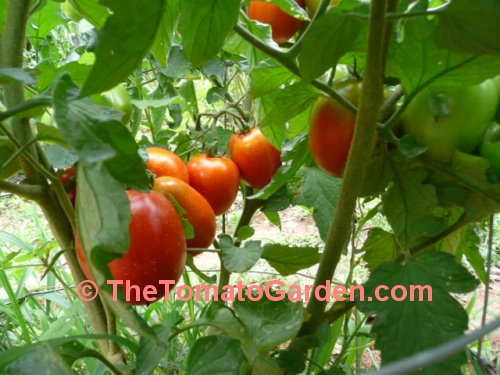 Campbell 31 tomato plant fruit set