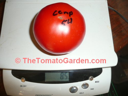 Campbell Soup 54 tomato