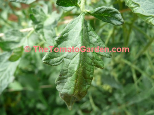 Cherokee Purple Tomato Leaf