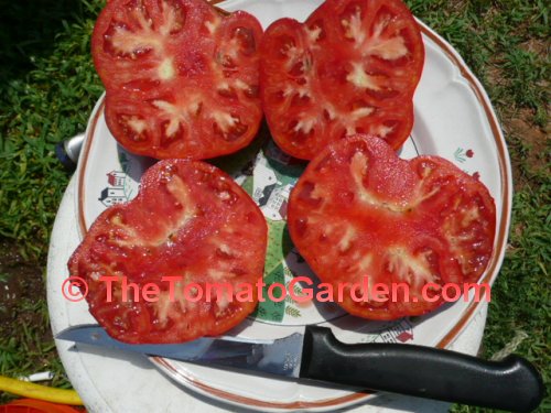 Chesapeake Tomato