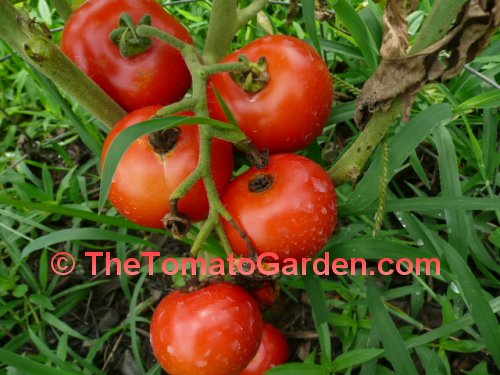 Cluster Goliath Hybrid Tomato