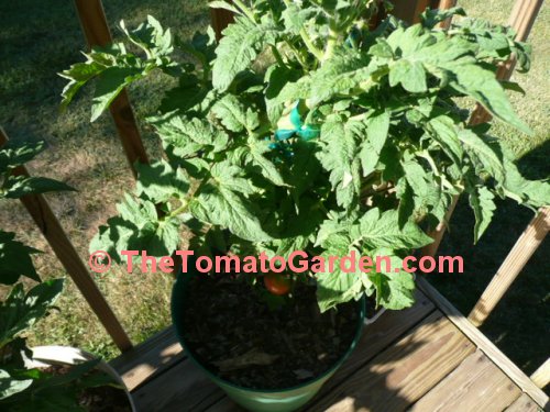 Dwarf Champion 15 tomato plant
