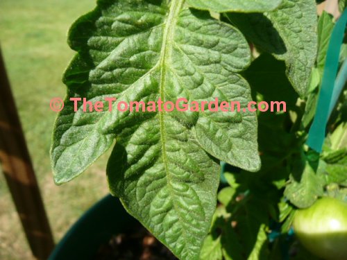 Dwarf Champion 15 tomato leaf