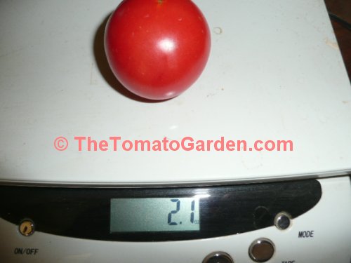 Dwarf Champion 15 tomato