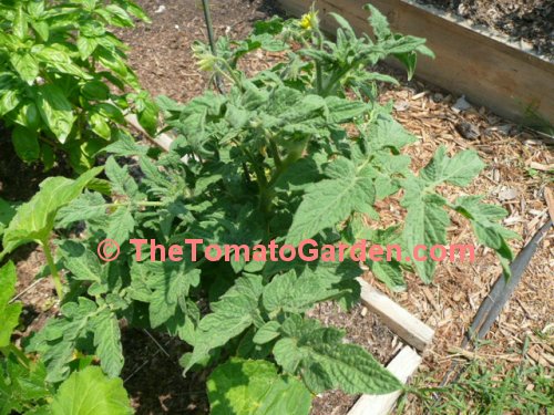 Dwarf Champion Improved tomato plant
